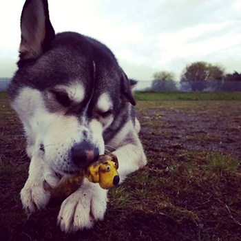 thumbnail petsitter Prague  or pet nanny for dogs cats