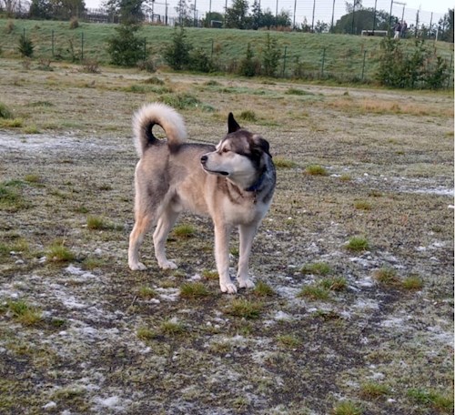 Elizabeth- petsitter Prague  or Pet nanny for dogs cats