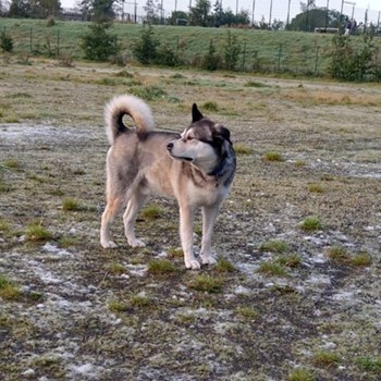 thumbnail petsitter Prague  or pet nanny for dogs cats