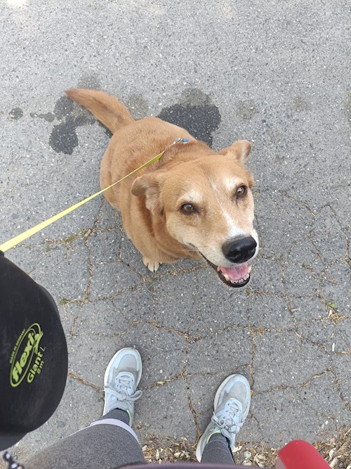 Elizabeth- petsitter Prague  or Pet nanny for dogs cats