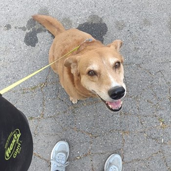 thumbnail petsitter Prague  or pet nanny for dogs cats