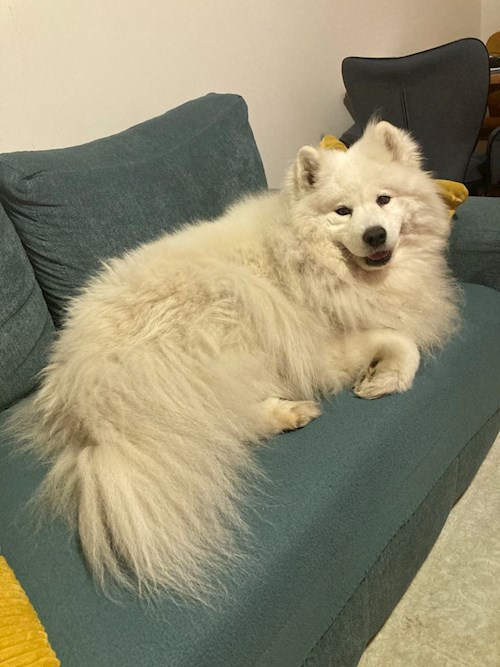 Martin- petsitter Praha 10 or Pet nanny for