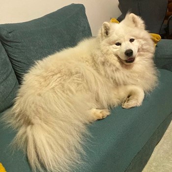 thumbnail petsitter Praha 10 or pet nanny for