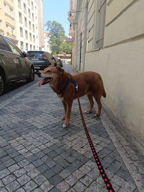 Elizabeth- petsitter Prague  or Pet nanny for dogs cats