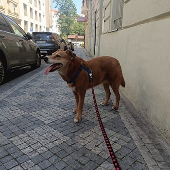 thumbnail petsitter Prague  or pet nanny for dogs cats