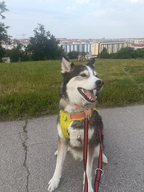 Elizabeth- petsitter Prague  or Pet nanny for dogs cats