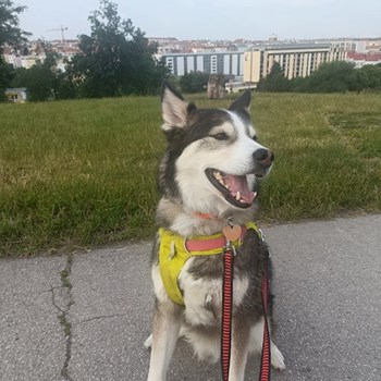 thumbnail petsitter Prague  or pet nanny for dogs cats