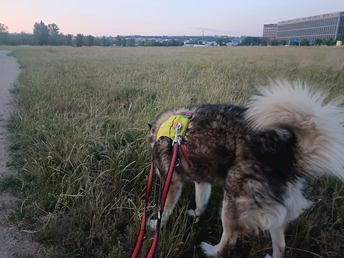 Elizabeth- petsitter Prague  or Pet nanny for dogs cats