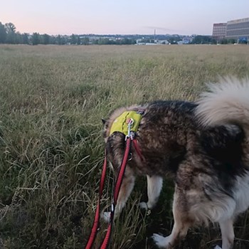 thumbnail petsitter Prague  or pet nanny for dogs cats