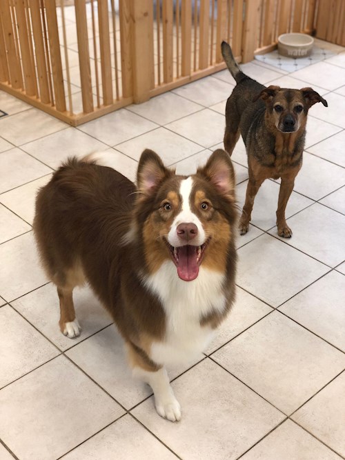 Eliška- petsitter Brno or Pet nanny for