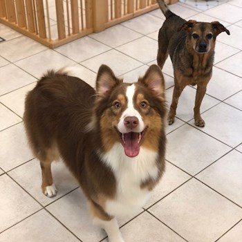 thumbnail petsitter Brno or pet nanny for