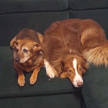 thumbnail petsitter Brno or pet nanny for