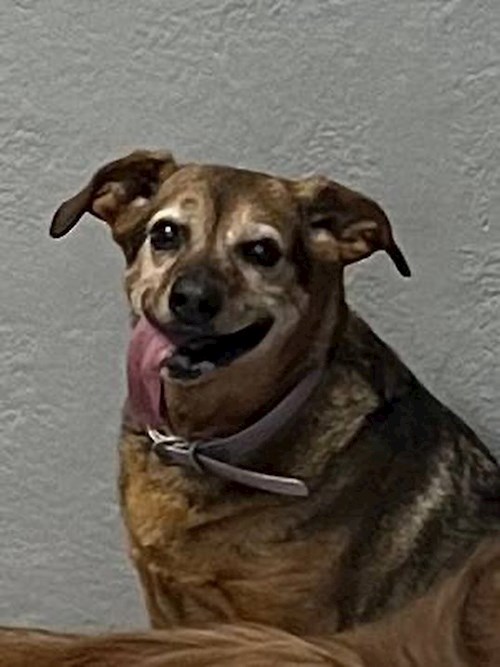 Eliška- petsitter Brno or Pet nanny for