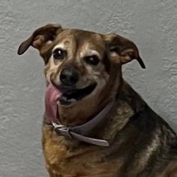 thumbnail petsitter Brno or pet nanny for