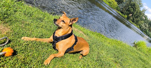 Pavlína- petsitter Brno nebo Páníček pro psi kočky