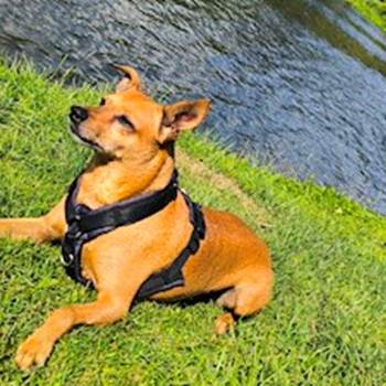 thumbnail petsitter Brno nebo páníček pro psi kočky