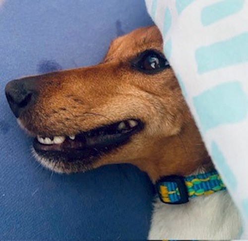 Miroslava- petsitter Roztoky nebo Páníček pro 