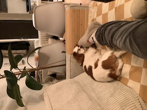 Anastasiia- petsitter Praha nebo Páníček pro psi kočky