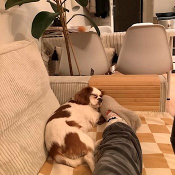 thumbnail petsitter Praha nebo páníček pro psi kočky
