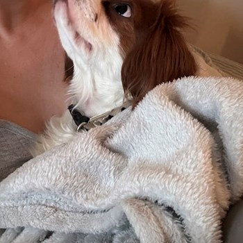 thumbnail petsitter Praha nebo páníček pro psi kočky