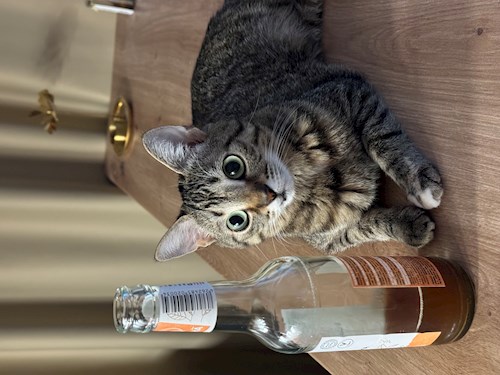 Anastasiia- petsitter Praha nebo Páníček pro psi kočky