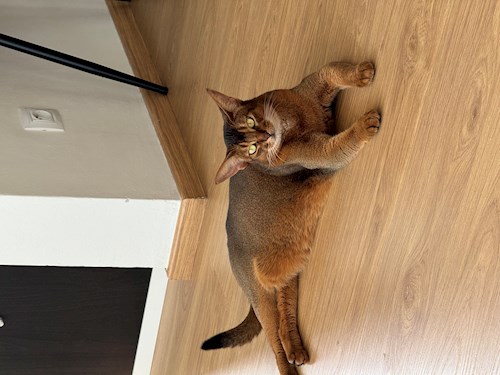 Anastasiia- petsitter Praha nebo Páníček pro psi kočky