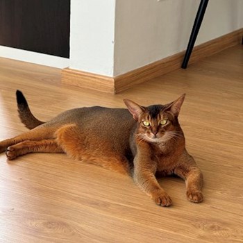 thumbnail petsitter Praha nebo páníček pro psi kočky