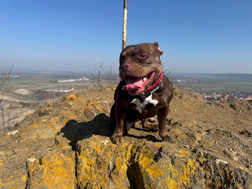 Šárka- petsitter Louny nebo Páníček pro psi kočky