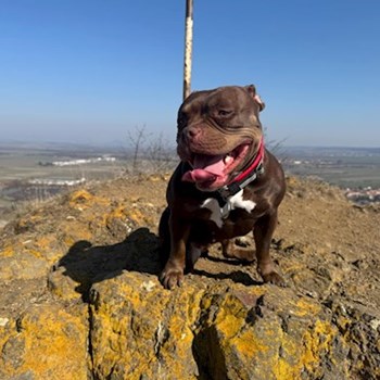 thumbnail petsitter Louny nebo páníček pro psi kočky