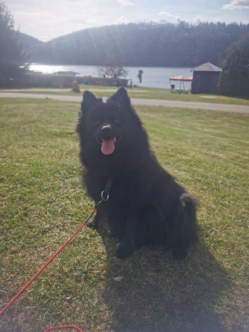 Šárka- petsitter Louny nebo Páníček pro psi kočky