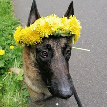 thumbnail petsitter Jirkov nebo páníček pro psi kočky