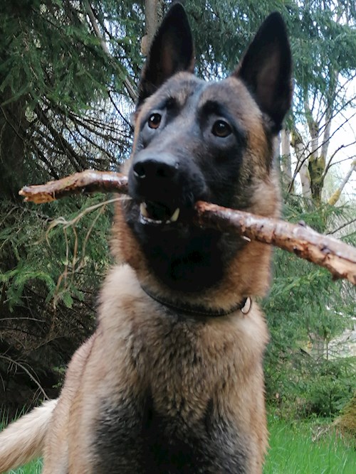 Petra- petsitter Jirkov nebo Páníček pro psi kočky