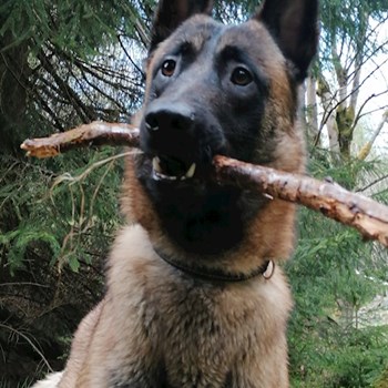 thumbnail petsitter Jirkov nebo páníček pro psi kočky