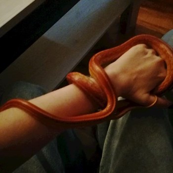 thumbnail petsitter Jirkov nebo páníček pro psi kočky