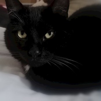 thumbnail petsitter Jirkov nebo páníček pro psi kočky