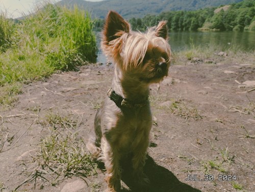 Petra- petsitter Jirkov nebo Páníček pro psi kočky