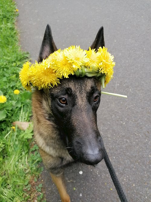 Petra- petsitter Jirkov nebo Páníček pro psi kočky