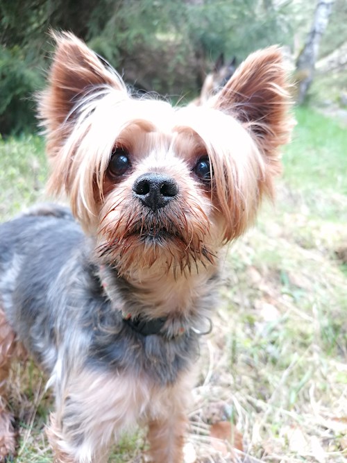 Petra- petsitter Jirkov nebo Páníček pro psi kočky