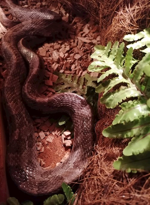 Petra- petsitter Jirkov nebo Páníček pro psi kočky