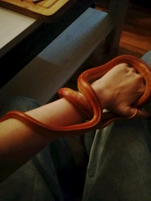 Petra- petsitter Jirkov nebo Páníček pro psi kočky