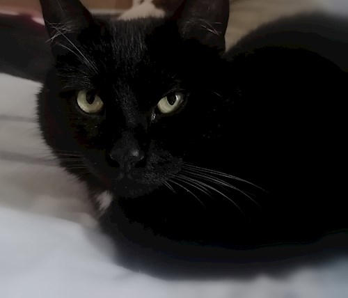 Petra- petsitter Jirkov nebo Páníček pro psi kočky