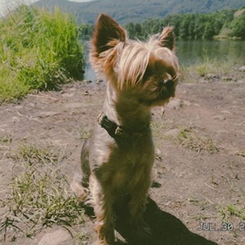 thumbnail petsitter Jirkov nebo páníček pro psi kočky