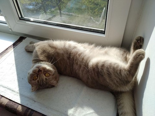 Olesia- petsitter Prague nebo Páníček pro psi kočky