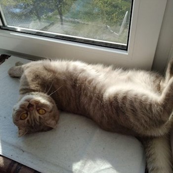 thumbnail petsitter Prague nebo páníček pro psi kočky