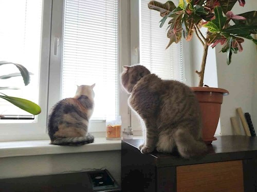 Olesia- petsitter Prague nebo Páníček pro psi kočky