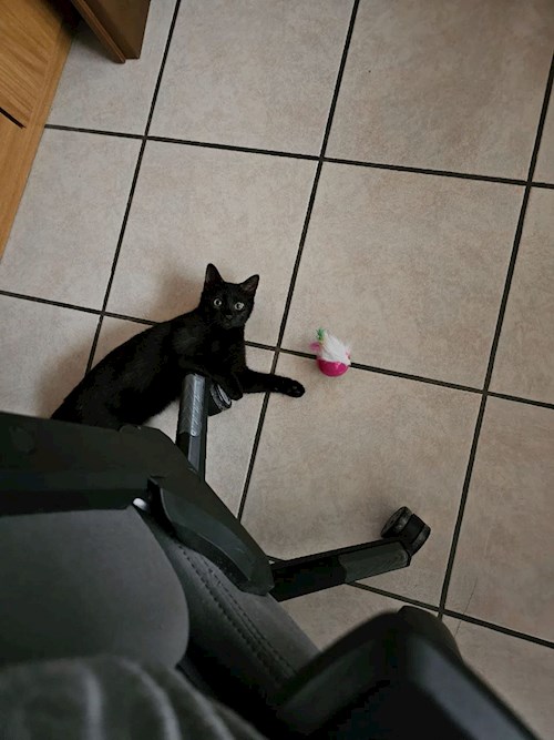 Olesia- petsitter Prague nebo Páníček pro psi kočky