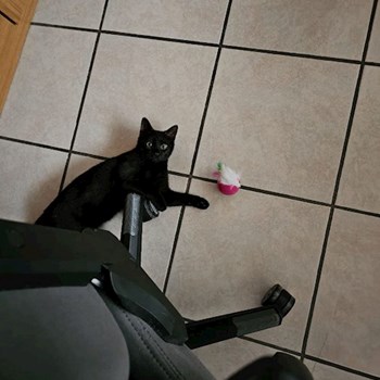 thumbnail petsitter Prague nebo páníček pro psi kočky