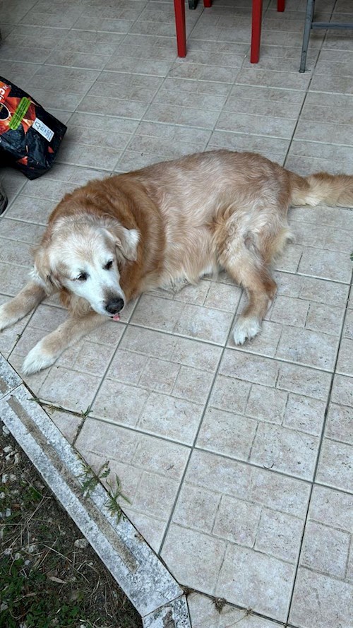 Olesia- petsitter Prague nebo Páníček pro psi kočky