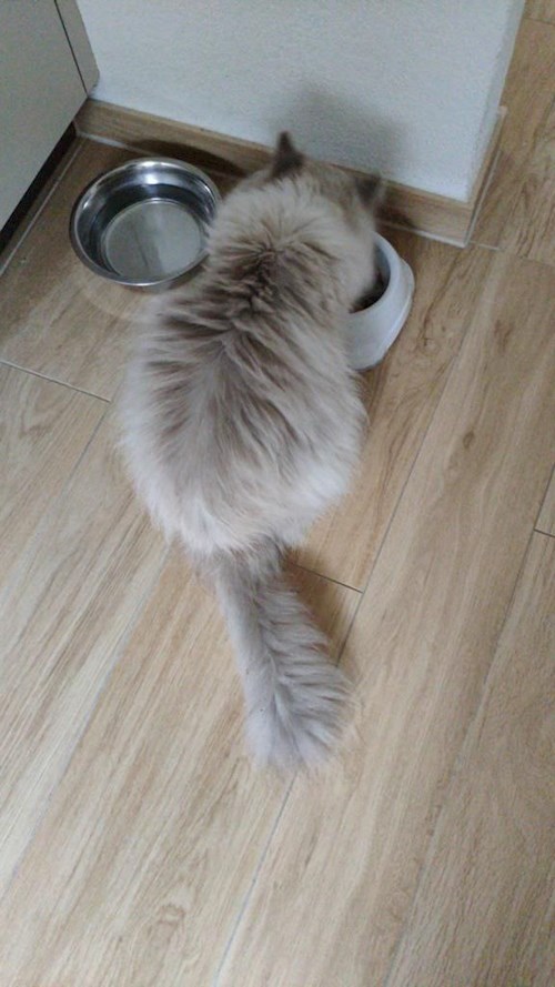 Olesia- petsitter Prague nebo Páníček pro psi kočky