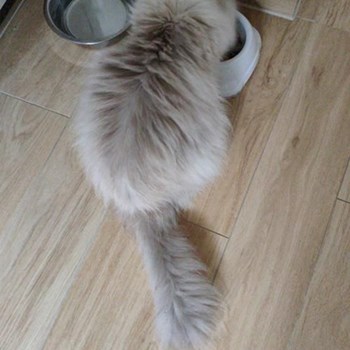 thumbnail petsitter Prague nebo páníček pro psi kočky